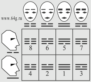 ракурсы анфас и вертикальные размеры бровей в таблице лица