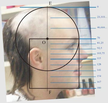 пропорции физиогномических сфер в лицах людей в профиль